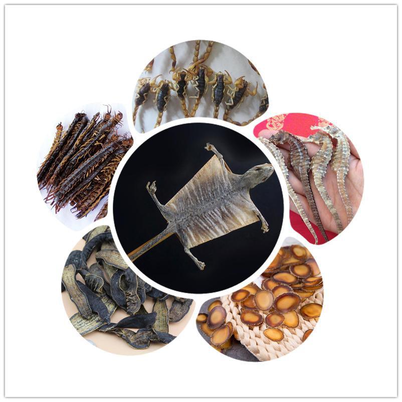 Medicinal Animals/動物類藥材 - Health Wisdom™