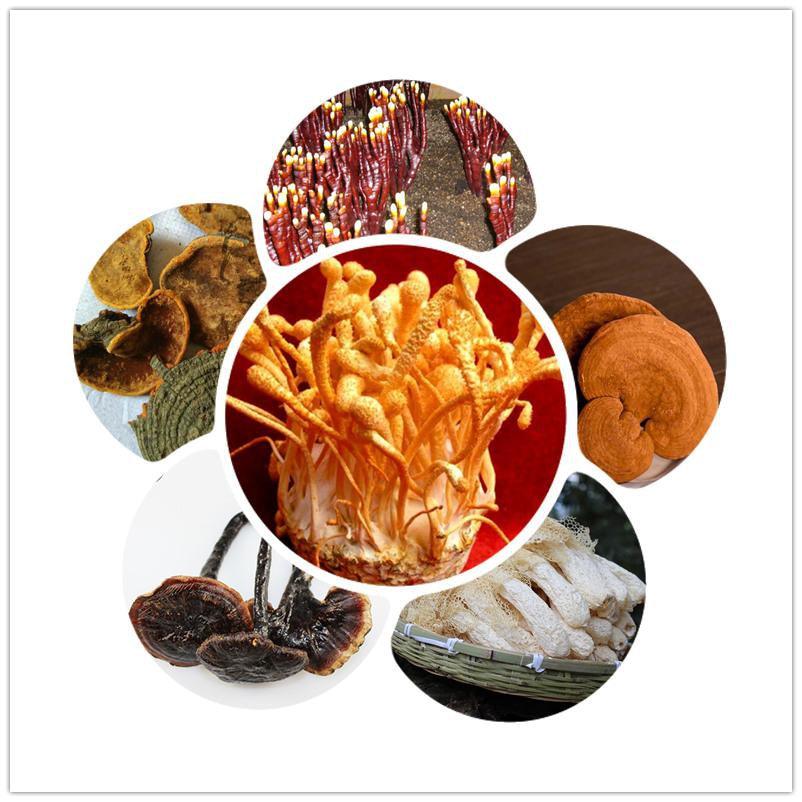 Mushroom/靈芝蘑菇類 - Health Wisdom™