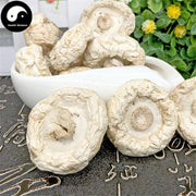 Agaricus Bisporus, Common Mushroom, Kou Mo 口蘑-Health Wisdom™