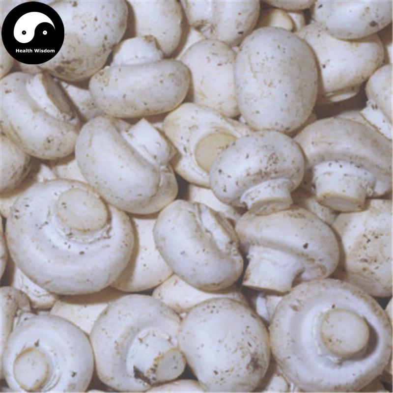 Agaricus Bisporus, Common Mushroom, Kou Mo 口蘑-Health Wisdom™
