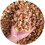 Agaricus Blazei Mushroom, Agaricus Brasiliensis, Himematsutake, Ji Song Rong 姫松茸-Health Wisdom™