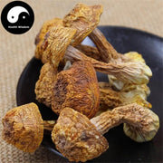 Agaricus Blazei Mushroom Powder, Agaricus Brasiliensis, Himematsutake, Ji Song Rong 姫松茸-Health Wisdom™