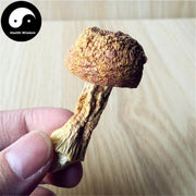 Agaricus Blazei Mushroom Powder, Agaricus Brasiliensis, Himematsutake, Ji Song Rong 姫松茸-Health Wisdom™