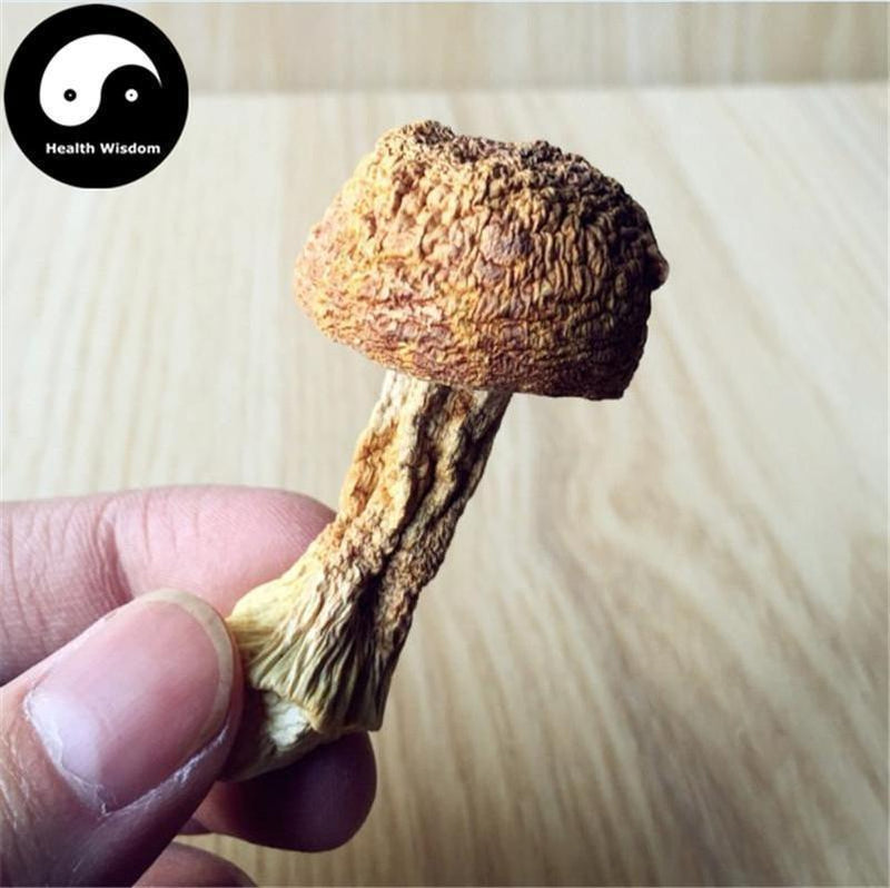 Agaricus Blazei Mushroom Powder, Agaricus Brasiliensis, Himematsutake, Ji Song Rong 姫松茸-Health Wisdom™