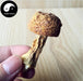 Agaricus Blazei Mushroom Powder, Agaricus Brasiliensis, Himematsutake, Ji Song Rong 姫松茸-Health Wisdom™