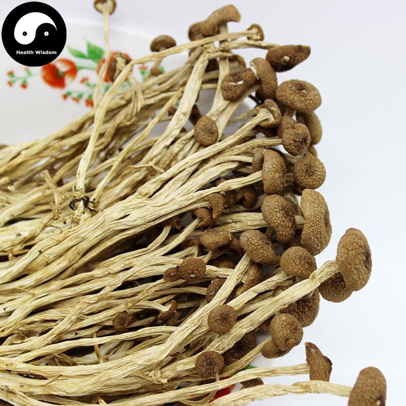 Agrocybe Aegerita, Yanagimatsutake, Chestnut Mushroom, Cha Shu Gu 茶树菇-Health Wisdom™