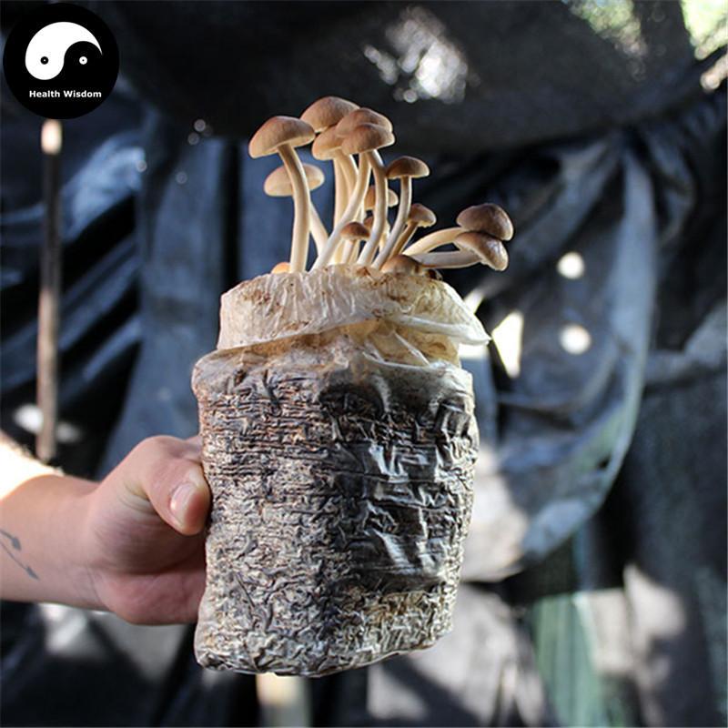 Agrocybe Aegerita, Yanagimatsutake, Chestnut Mushroom, Cha Shu Gu 茶树菇-Health Wisdom™