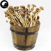 Agrocybe Aegerita, Yanagimatsutake, Chestnut Mushroom, Cha Shu Gu 茶树菇-Health Wisdom™