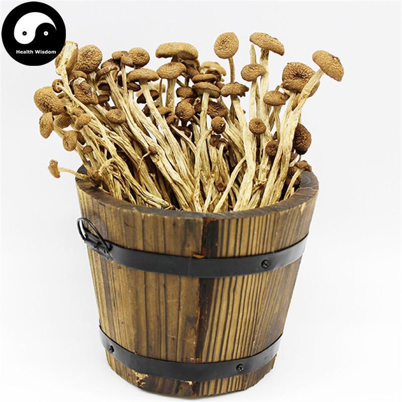 Agrocybe Aegerita, Yanagimatsutake, Chestnut Mushroom, Cha Shu Gu 茶树菇-Health Wisdom™
