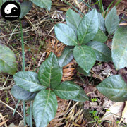 Ai Di Cha 矮地茶, Herba Ardisiae Japonicae, Japanese Ardisia Herb, Ping Di Mu-Health Wisdom™