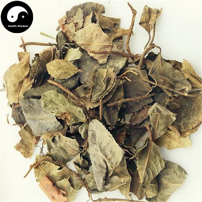 Ai Di Cha 矮地茶, Herba Ardisiae Japonicae, Japanese Ardisia Herb, Ping Di Mu-Health Wisdom™