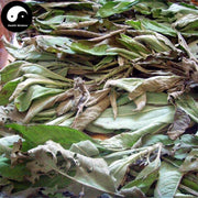 Ai Na Xiang 艾納香, Balsamiferou Blumea Herb, Herba Blumeae Balsamiferae, Da Feng Ai-Health Wisdom™