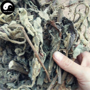 Ai Na Xiang 艾納香, Balsamiferou Blumea Herb, Herba Blumeae Balsamiferae, Da Feng Ai-Health Wisdom™