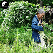 Ai Ye 艾葉, Folium Artemisiae Argyi, Argy Wormwood Leaf-Health Wisdom™