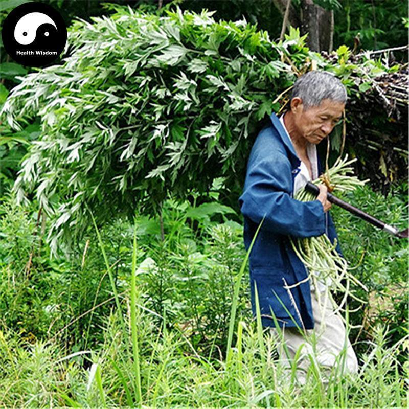 Ai Ye 艾葉, Folium Artemisiae Argyi, Argy Wormwood Leaf-Health Wisdom™