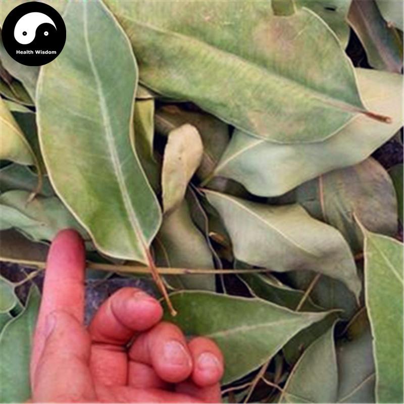 An Ye 桉葉, Folium Eucalypti, Eucalyptus Robusta Leaf-Health Wisdom™