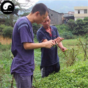 Anxi Tieguanyin Soft Flavor 清香铁观音 Oolong Tea Ti Kwan Yin-Health Wisdom™