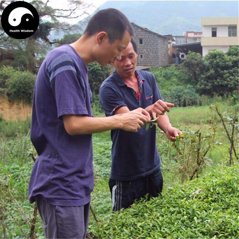 Anxi Tieguanyin Soft Flavor 清香铁观音 Oolong Tea Ti Kwan Yin-Health Wisdom™