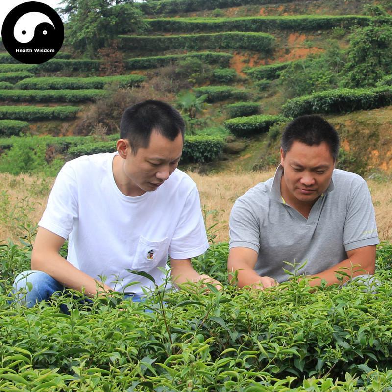 Anxi Tieguanyin Strong Flavor 浓香铁观音 Ti Kwan Yin Oolong Tea-Health Wisdom™