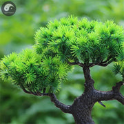 Artificial Flower Bonsai Green Plant Zen Simulated Tree Pine Potted Flower Pot Desktop Decoration Fengshui Decor Plant Viewing-Health Wisdom™