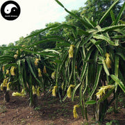 Ba Wang Hua 霸王花, Dried Hylerereus Undatus Flower, FIos Hylerereus Undatus, Huo Long Guo Hua 火龙果花-Health Wisdom™