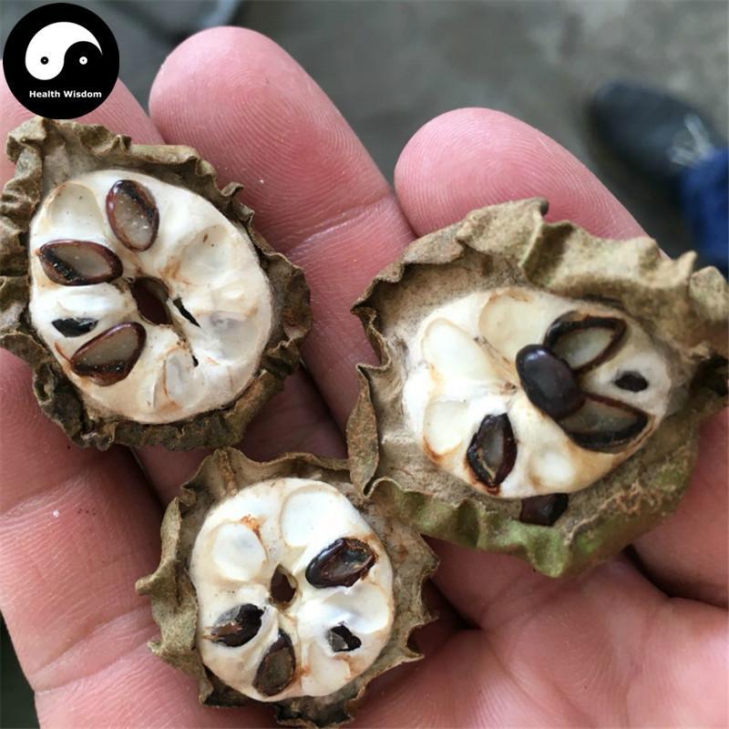 Ba Yue Zha 八月札, Fruit of Fiverleaf Akebia, Akebia Fruit, Fructus Akebiae-Health Wisdom™
