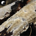 Bai Ba Chi Jun 白耙齿菌, White Tine Bacteria, Herbal Fungus