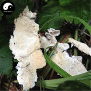 Bai Ba Chi Jun 白耙齿菌, White Tine Bacteria, Medicinal Fungus-Health Wisdom™
