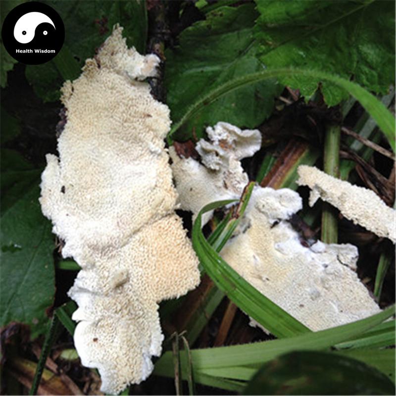 Bai Ba Chi Jun 白耙齿菌, White Tine Bacteria, Medicinal Fungus-Health Wisdom™