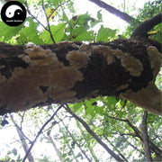 Bai Ba Chi Jun 白耙齿菌, White Tine Bacteria, Medicinal Fungus-Health Wisdom™