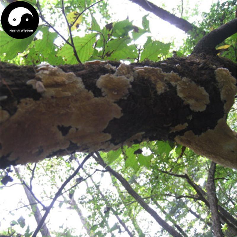 Bai Ba Chi Jun 白耙齿菌, White Tine Bacteria, Medicinal Fungus-Health Wisdom™