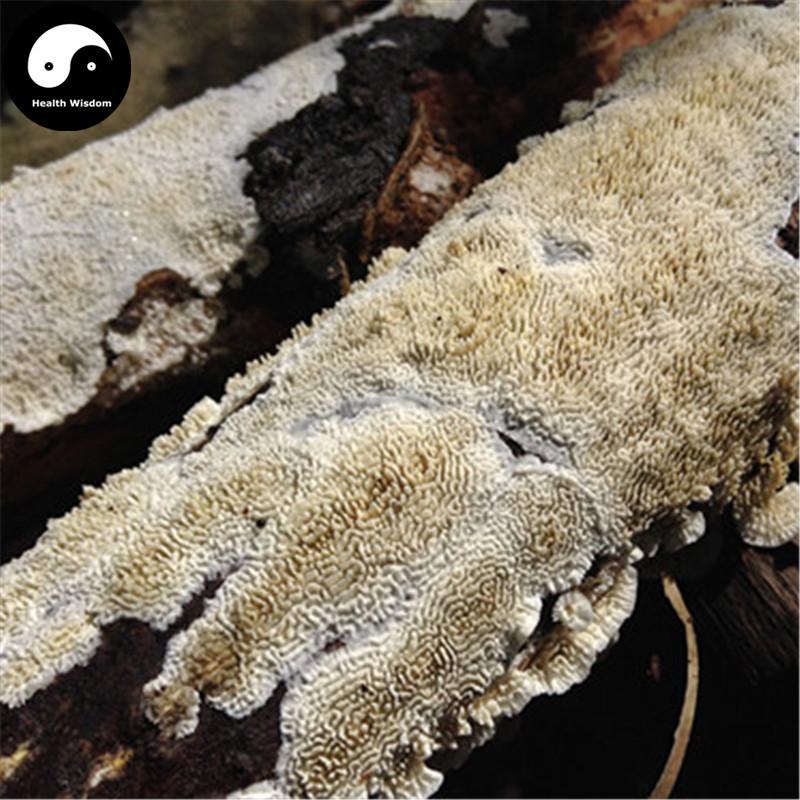 Bai Ba Chi Jun 白耙齿菌, White Tine Bacteria, Medicinal Fungus-Health Wisdom™