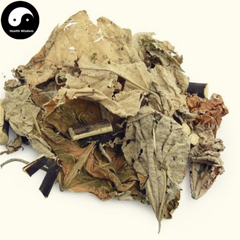 Bai Bei Ye 白背叶, Bai He Ye, Bai Mian Feng, Folium Mallotus Apelta-Health Wisdom™