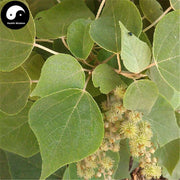 Bai Bei Ye 白背叶, Bai He Ye, Bai Mian Feng, Folium Mallotus Apelta-Health Wisdom™