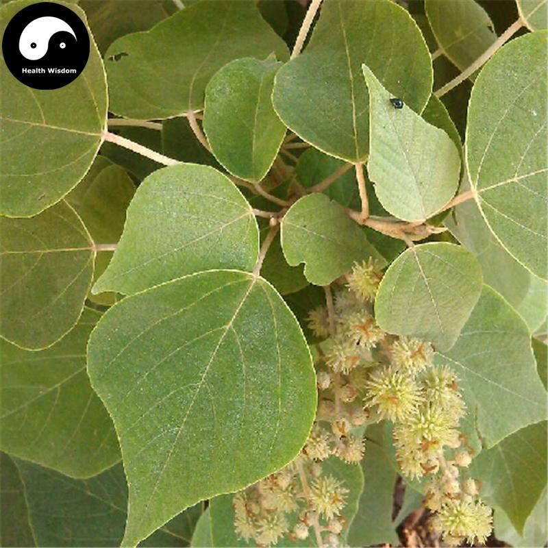 Bai Bei Ye 白背叶, Bai He Ye, Bai Mian Feng, Folium Mallotus Apelta-Health Wisdom™
