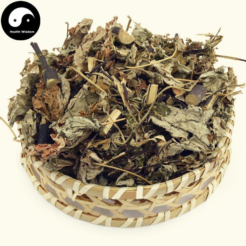 Bai Bei Ye 白背叶, Bai He Ye, Bai Mian Feng, Folium Mallotus Apelta-Health Wisdom™