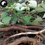 Bai Bei Ye Gen 白背叶根, Radix Mallotus Apelta, Mallotus Apelta Root-Health Wisdom™