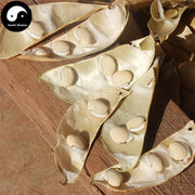 Bai Bian Dou 白扁豆, White Lablab Bean, White Hyacinth Bean, Semen Lablab Album-Health Wisdom™