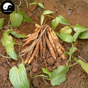 Bai Bu 百部, Radix Stemonae, Tuber Stemona Root, Japanese Sessile Stemona Root-Health Wisdom™
