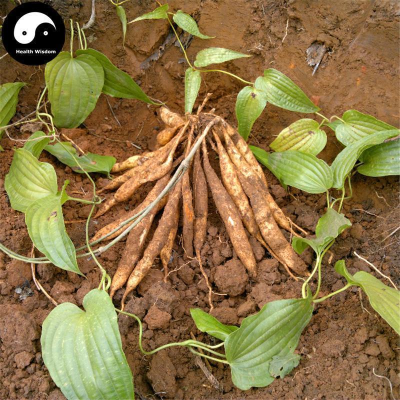 Bai Bu 百部, Radix Stemonae, Tuber Stemona Root, Japanese Sessile Stemona Root-Health Wisdom™
