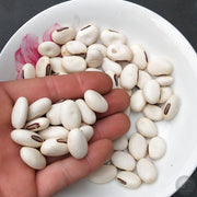 Bai Dao Dou Zi 白刀豆子, Sword Jackbean Seed, White Semen Canavaliae-Health Wisdom™