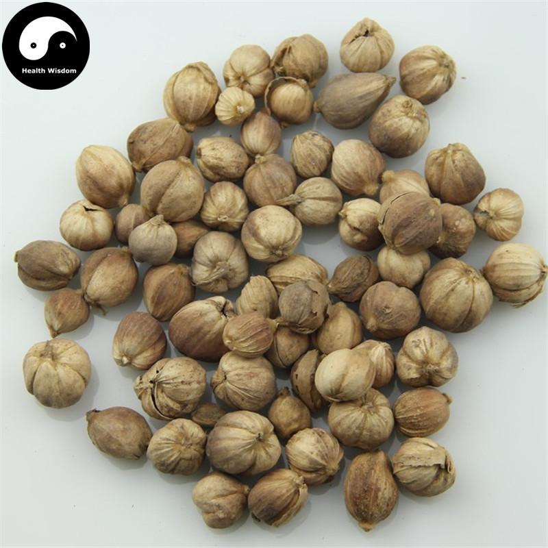 Bai Dou Kou 白豆蔻, Bai Kou Ren, Round Cardamom Fruit, Java Amomum Fruit, Fructus Amomi Rotundus-Health Wisdom™