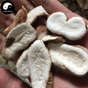 Bai Fen Teng 白粉藤, Radix Cissi Repentis, Cissus Modecoides, Fen Teng Tou-Health Wisdom™