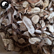 Bai Fen Teng 白粉藤, Radix Cissi Repentis, Cissus Modecoides, Fen Teng Tou-Health Wisdom™