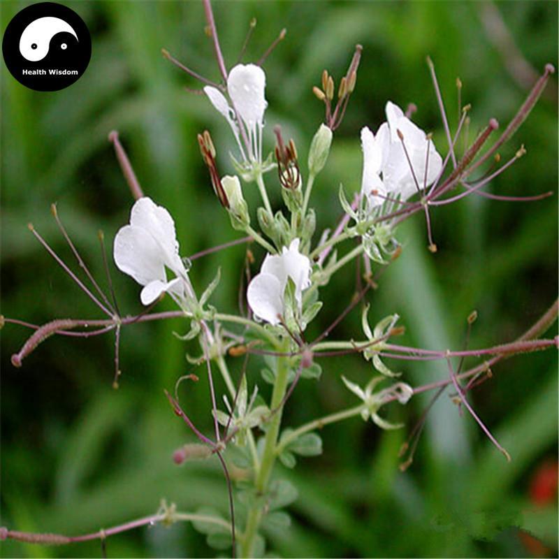 Bai Hua Cai Zi 白花菜子, Spiderflower Seed, Semen Cleomis-Health Wisdom™