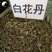 Bai Hua Dan 白花丹, Whiteflower Leadword Herb, Herba Plumbaginis Zeylanicae-Health Wisdom™