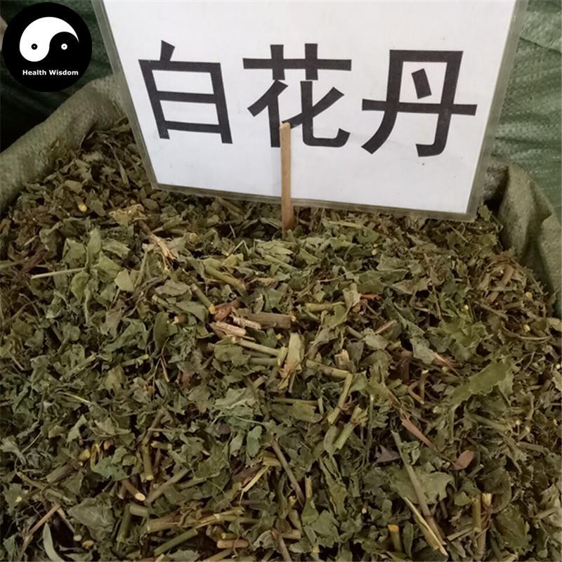 Bai Hua Dan 白花丹, Whiteflower Leadword Herb, Herba Plumbaginis Zeylanicae-Health Wisdom™