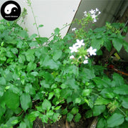 Bai Hua Dan 白花丹, Whiteflower Leadword Herb, Herba Plumbaginis Zeylanicae-Health Wisdom™
