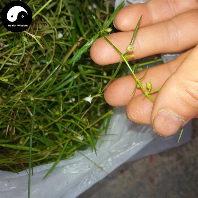 Bai Hua She She Cao 白花蛇舌草, Herba Hedyotidis Diffusae, Spreading Hedyotis Herb-Health Wisdom™
