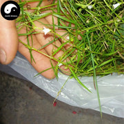 Bai Hua She She Cao 白花蛇舌草, Herba Hedyotidis Diffusae, Spreading Hedyotis Herb-Health Wisdom™